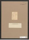 Surirella sp. (de-Toni-Nr.: Genus 53) Zeichnungen Sammlung Grunow Nr. 4840 (NHMW-BOT-W0373006)